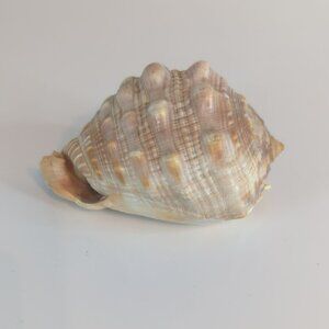 Vintage Cypraecassis Rufa Red Helmet Natural Seashell Nautical Home Decor